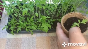 РОЗЫГРЫШ РАССАДЫ !!!!! ОГОРОД НА КУБАНИ. shorts#