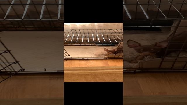 Ну настоящая служебная собака 🐶🐶🐶