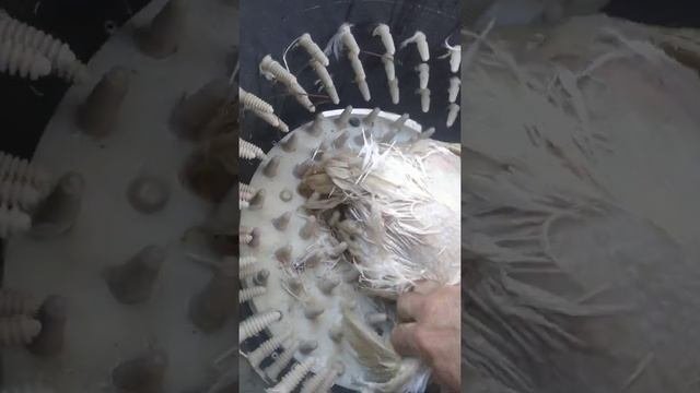 Запаривание и ощипывание бройлеров