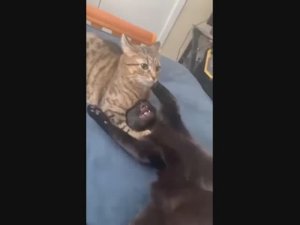 Смешные котики - часть 2 (uu)