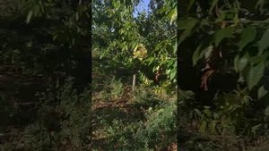 ЧТО ДЕЛАТЬ ЕСЛИ ДЕРЕВЬЯ БЛИЗКО ПОСАЖЕНЫ ДРУГ К ДРУГУ?