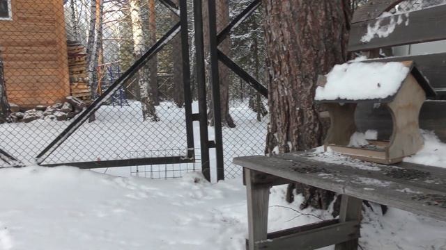 "Милые бранятся — только тешатся" #белка