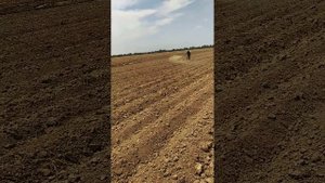 Sabzi yetishtirish jarayonida agrotexnik tadbir. "Stomp" dori vositasi bilan begona o'tlarga qarshi