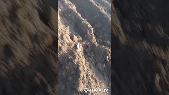 ЗАВЕРШЕНИЕ ПОСАДКИ КАРТОФЕЛЯ МАЙКА. ОГОРОД НА КУБАНИ. смотреть онлайн