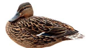 плиз субскрайббббббббббб