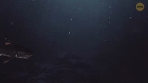 Ученые обнаружили загадочные формы жизни в Марианской впадине. Тайны дикой природы