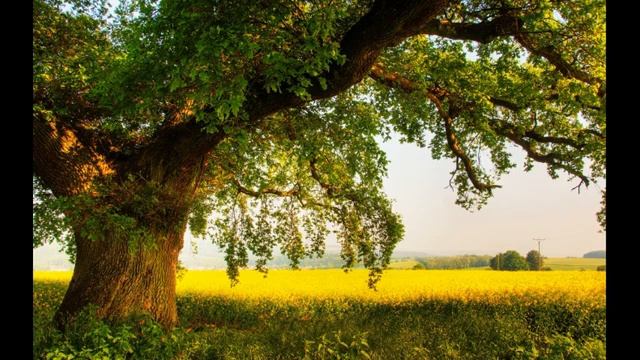 Семейство Чаннингов (Часть 2) / История одной семьи/ Поэзия голос души