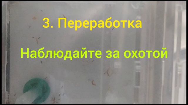 Домашний мясокомбинат или гайд как накормить phiedole. смотреть онлайн