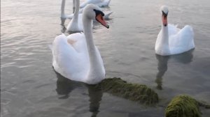 Within Temptation - The Swan Song
