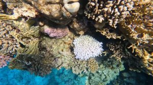 Коралловый риф