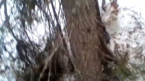 Хорошее место для установки капкана"белка"