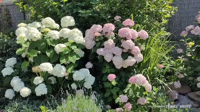 ЦВЕТЕНИЕ древовидных, крупнолистных ГОРТЕНЗИЙ 🌞 показываю СОРТА + СОВЕТЫ по уходу🌞3 июля.