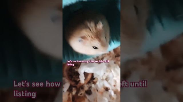 Watching if you eiey #funny #pets #cute #hamster #memes