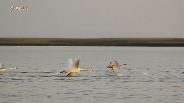 НА ЗАРЕ смотреть онлайн