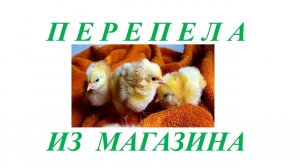 Инкубация магазинных яиц.