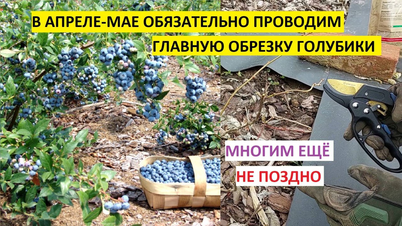 В АПРЕЛЕ-МАЕ ОБЯЗАТЕЛЬНО ПРОВОДИМ ОБРЕЗКУ И ПОДГОТОВКУ ГОЛУБИКИ К СЕЗОНУ!