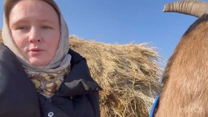 Кетоз у коз//симптомы//