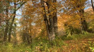 Утренний лес Дедеркоя