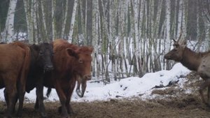 Айдабочка на экскурсии. Тишанский мараловый комплекс
