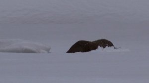 Выдра в Басегах