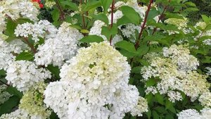 Гортензии Лаймлайт И Ванилла Фрейз в начале цветения.Август 2024