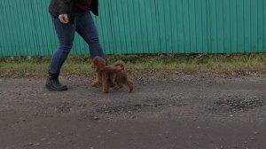 Той пудель Виннерс Эмпаэр Юнга 3,5 месяца