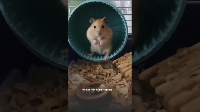 Ronald is this the new #hamsterkombat our #pets #cute #animals #funny #goodvibes and #strange #music