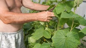 Заготовка материала для прививки яблони и обрезка пасынков огурцов