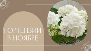 Гортензии на балконе в ноябре 🌺🌿💞