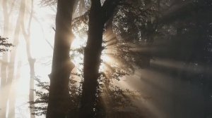 Сергей Дон - Лес