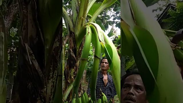 Pohon pisang unik 1 pohon berbuah 3 tandan Subhanalloh..maha Besar ALLOH