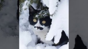 детская песня (Муся)