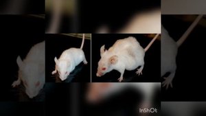 Ионы Скулачева
