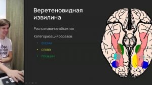 Нейробиология восприятия. Распознавание изображений и объема