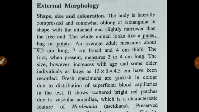 Morphology of herdmania part I смотреть онлайн