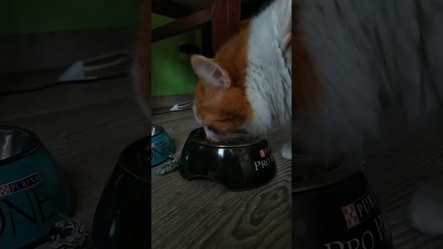 Purina Pro Plan Kitten смотреть онлайн