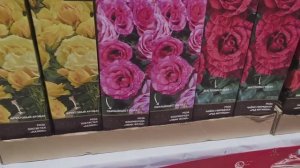 РОЗЫ В ОКЕЙ СО СКИДКАМИ, ПОКУПКИ!🌹