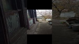1000029531.mp4