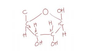 DNA - STRUCTURE AND REPLICATION PART-II