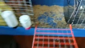 Зверюшки Белки Дего