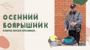 Осенний боярышник / разбираем, обрезаем, пересаживаем