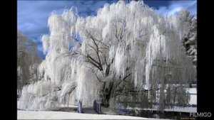 Ивы-Девы