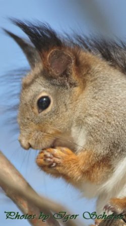 Igor Scherzo - Photos, Squirrels 3 (short)