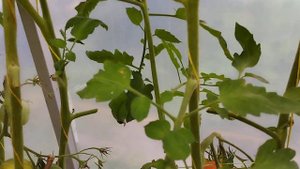 СОРТА СЕЛЕКЦИИ СОФИИ СААКОВОЙ