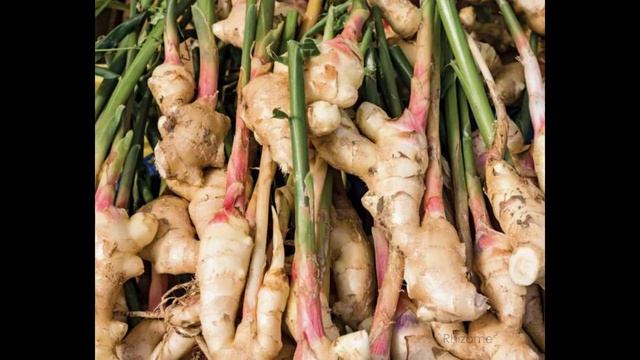 Parts of and Types of Stems смотреть онлайн