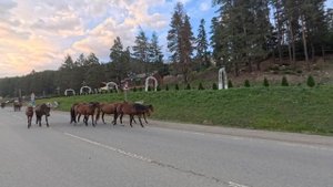 Табун лошадей. Архыз