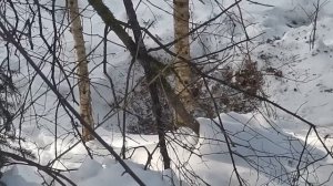 Промысловая охота у подножия Сихотэ-Алиня. ОХОТНИЧЬИ ЗАРИСОВКИ