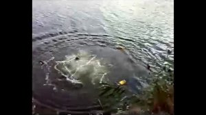 Му му 3 часть