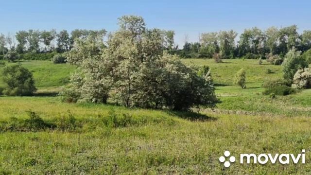 БЕЛАЯ БЕРЕЗА... смотреть онлайн