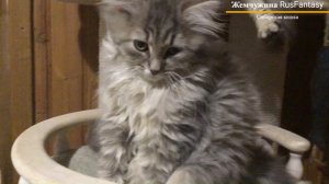 Жемчужина Сибирская кошка